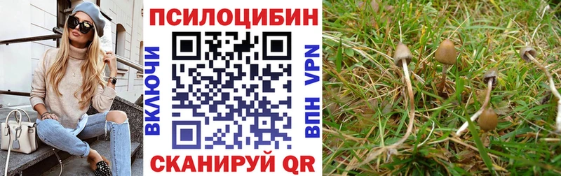 сколько стоит  Сокол  Галлюциногенные грибы Psilocybine cubensis 